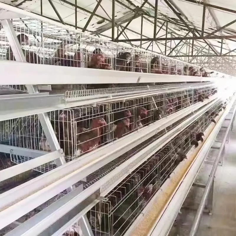 Low Price Automatic Control Galvanized A Type Egg Chicken Cages For Layer