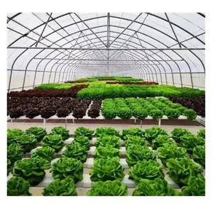 Sistem sayuran daun hijau hidroponik DWC pertanian
