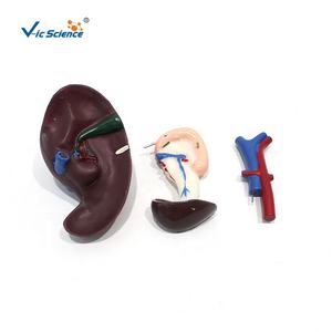 แบบจำลองอวัยวะร่างกายมนุษย์ ตับ แบบจำลองการสอน กายวิภาคศาสตร์ แบบจำลองตับ ลำไส้สิบสองชั้น และตับอ่อน ระบบย่อยอาหาร - Product Image 1