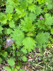 Prix usine séché feuille d'ortie chinois à base de plantes saines feuilles d'ortie thé - Product Image 5