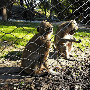 Malla inoxidable de la cuerda de alambre del animal del Parque Zoológico de la buena transparencia original para el recinto salvaje del parque - Product Image 4