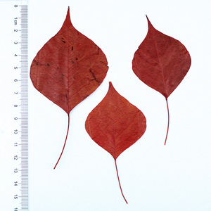 Folhas Naturais Prensadas e Secas de Sapium Vermelho (Folhas de Árvore de Sebo Chinês) para Artesanato em Resina DIY e Decoração - Product Image 6