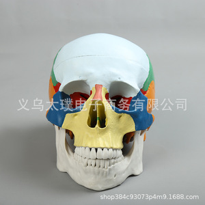 Modèle de crâne humain en simulation 1:1 pour l'enseignement biologique ; Modèle médical avec différenciation des couleurs pour spécimens de crâne adulte - Product Image 1