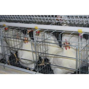 Equipo Automático de Diseño Personalizado, Fácil de Limpiar e Instalar, Jaula para Pollos Tipo A/H, Malla de Alambre de Acero Galvanizado, Alta Productividad - Product Image 2