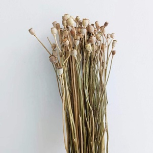 Flores Secas Naturales Reales al por Mayor de Fábrica de Kunming, Amapola Seca para Arreglos Florales de Boda/Decoración en Estilo INS - Product Image 2