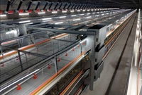 Système d'élevage de poulets en cages fabriqué en Chine, équipement avicole, prix, poules pondeuses, ferme