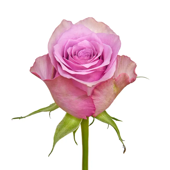 Freschi nuovi keniani freschi fiori recisi usignolo rosa gradiente pastello rosa grande testa 50cm stelo all'ingrosso vendita al dettaglio di Rose fresche recise