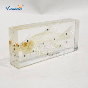 Spécimens d'anatomie squelettique de poisson ; structure squelettique des poissons ; équipement de formation pratique pour les écoles de médecine. - Product Image 1