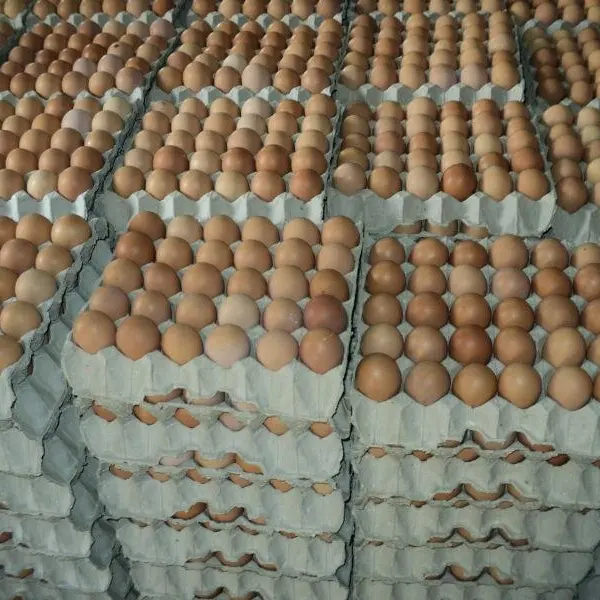 鶏の卵/新鮮な鶏のテーブルの卵/ウズラの卵
