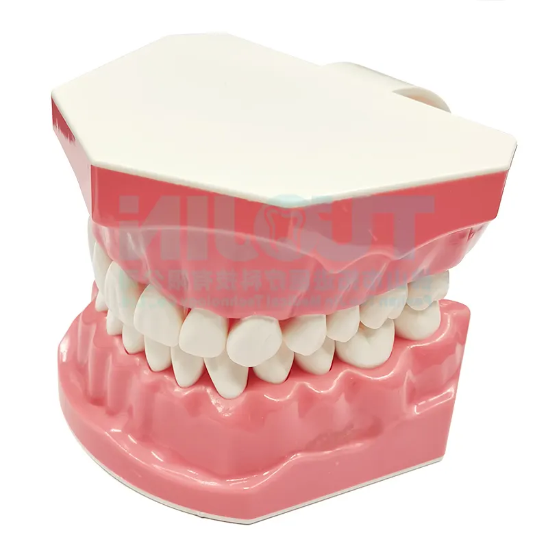 Поставщик Foshan, модель стоматологических зубов для обучения чистке, демонстрационная модель зубов для чистки зубов, другое стоматологическое оборудование