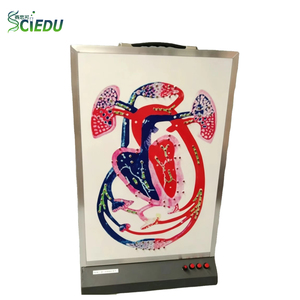 Modèle <span class=keywords><strong>de</strong></span> circulation sanguine SCIEDU pour l'enseignement <span class=keywords><strong>de</strong></span> la biologie au collège – Instrument pédagogique sur la circulation cardiaque et la circulation sanguine - Product Image 1