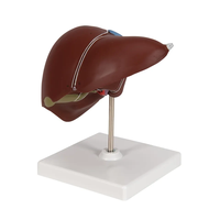 Modèle anatomique en PVC de la structure interne du foie et de la vésicule biliaire humains pour l'enseignement en écoles de médecine