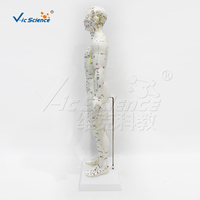 Modelo de Cuerpo Humano con Meridianos y Puntos de Acupuntura Grabados, Súper Transparente, Blanco, para Enseñanza de Acupuntura y TCM