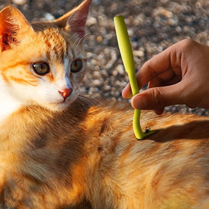 Lot <span class=keywords><strong>de</strong></span> 3 extracteurs <span class=keywords><strong>de</strong></span> tiques personnalisables avec logo – Outil <span class=keywords><strong>de</strong></span> retrait rapide et sûr pour chiens, chats, animaux domestiques, humains et chevaux - Product Image 5