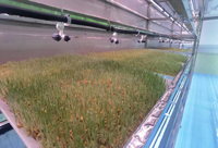 Serre hydroponique en conteneur, ferme hydroponique verticale, système de culture de laitue en serre, ferme en conteneur maritime, conteneur hydroponique