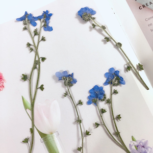 ดอกฟอร์เก็ตมีน็อตแห้งอัดรูปทรงธรรมชาติ สีฟ้า สำหรับตกแต่งแจกัน ตกแต่งบ้าน งานแต่งงาน งานปาร์ตี้ ใช้เป็นพร็อพถ่ายรูป สำหรับงานเรซิ่นและเครื่องประดับ - Product Image 6