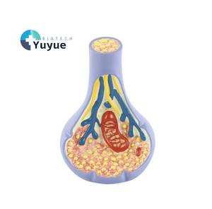 Modèle de structure synaptique en PVC pour l'enseignement médical, <span class=keywords><strong>la</strong></span> biologie, <span class=keywords><strong>la</strong></span> <span class=keywords><strong>neurosciences</strong></span>, modèle d'affichage éducatif - Product Image 1
