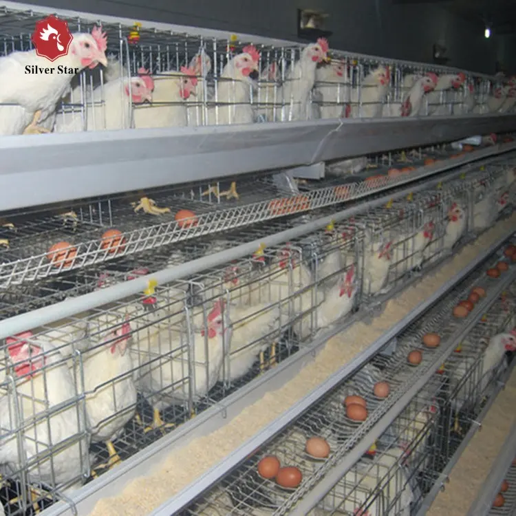 Высококачественный материал q235, используемый тип куриных яиц, клетки для птицефабрики
