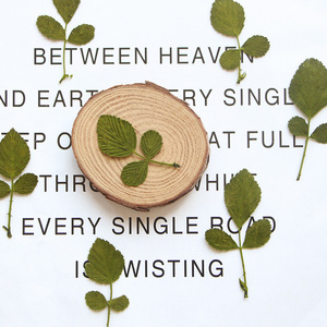 Feuilles de <span class=keywords><strong>fraise</strong></span> sauvage séchées et pressées naturelles pour le scrapbooking, la création de cartes, la décoration artisanale, véritable spécimen végétal - Product Image 1