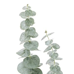 مبيعات مزرعة يوننان مباشرة من الأوكالبتوس ، ورقة الأوكالبتوس الدقيقة ، ورقة التفاح الأوكالبتوس - Product Image 3