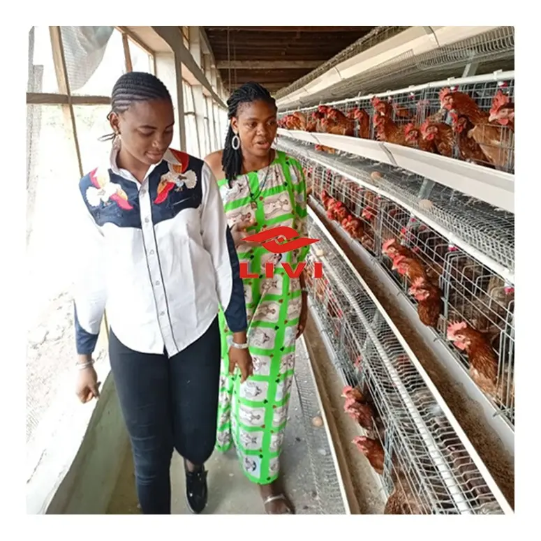 Venta caliente y Popular 10000 capa de jaula de pollo para la venta en la cría de aves