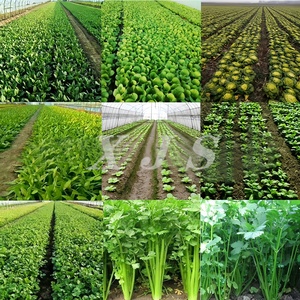 Semoir multi-rangs électrique/à essence pour travaux agricoles, machine à semer les légumes avec espacement de 5/10 cm pour carottes et <span class=keywords><strong>choux</strong></span>-violets - Product Image 6
