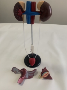 Female Urogenital System Model Urology Teaching Model - Product Image 2