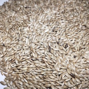 הקנריים זרע לציפור להאכיל - Product Image 4