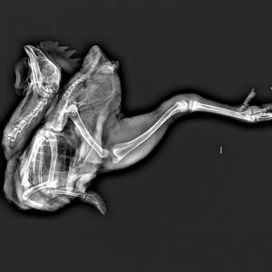 EUR VET 32kw Équipement vétérinaire professionnel <span class=keywords><strong>Radiographie</strong></span> numérique vétérinaire Machine à rayons X - Product Image 5