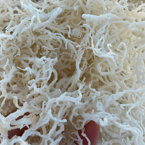 MEILLEUR VENDEUR | COUCHURE NATURELLE SÉCHÉE/Blanc Eucheum Cottonii Algues Wlidcrafted Sea Moss Avec Sel Vendre En Vrac - Product Image 1