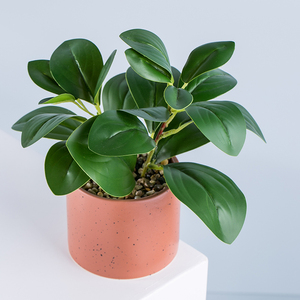 ต้นไม้ประดิษฐ์หยวนหวัง ต้นไทร ต้นเปเปอรอมีอา พร้อมกระถางเซรามิก สำหรับตกแต่งบ้าน สวนในร่มและกลางแจ้ง - Product Image 4