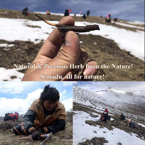 1g 2 pezzi Tibet 5A Cordyceps Sinensis erba selvatica preziosa biologica per la tintura estratto di Capsule intero autentico Dong Chong Xia Cao - Product Image 4