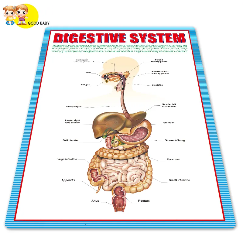 Medical Learning Plastic 3D Embossed PVC poster