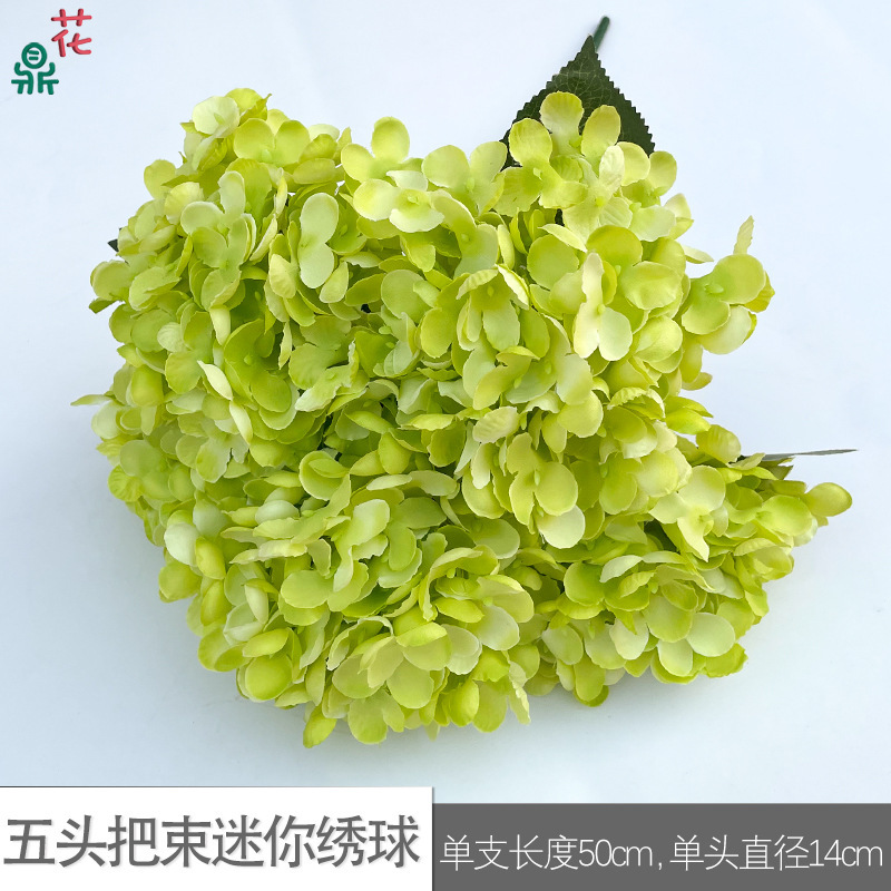 Mini Hortensia à cinq têtes WZT Vert