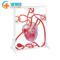 Mannequin de formation médicale Yulin pour la structure cardiaque, modèle du système de circulation sanguine cardiaque aux proportions réelles, certifié CE/ISO