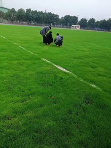 Natur gras und Kunstrasen gemischt - Product Image 6