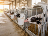 Tétine de remplacement douce et durable pour seaux et mangeoires à lait pour veaux