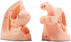 पुरुष और महिला आंतरिक और बाहरी जननांग एनाटॉमी मॉडल और कैथीटर मोल्ड कैथीटर एनाटॉमी मॉडल चिकित्सा शिक्षण मॉडल - Product Image 2