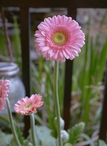 Base de flores frescas de Yunnan <span class=keywords><strong>Gerbera</strong></span> de corte fresco al por mayor <span class=keywords><strong>Jamesonii</strong></span> - Product Image 5