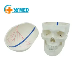 인간 두개골 모델은 이동식 두개골 모자가 있는 동맥 및 부비동을 보여줍니다. 교육 연구 및 전시용 3 부분