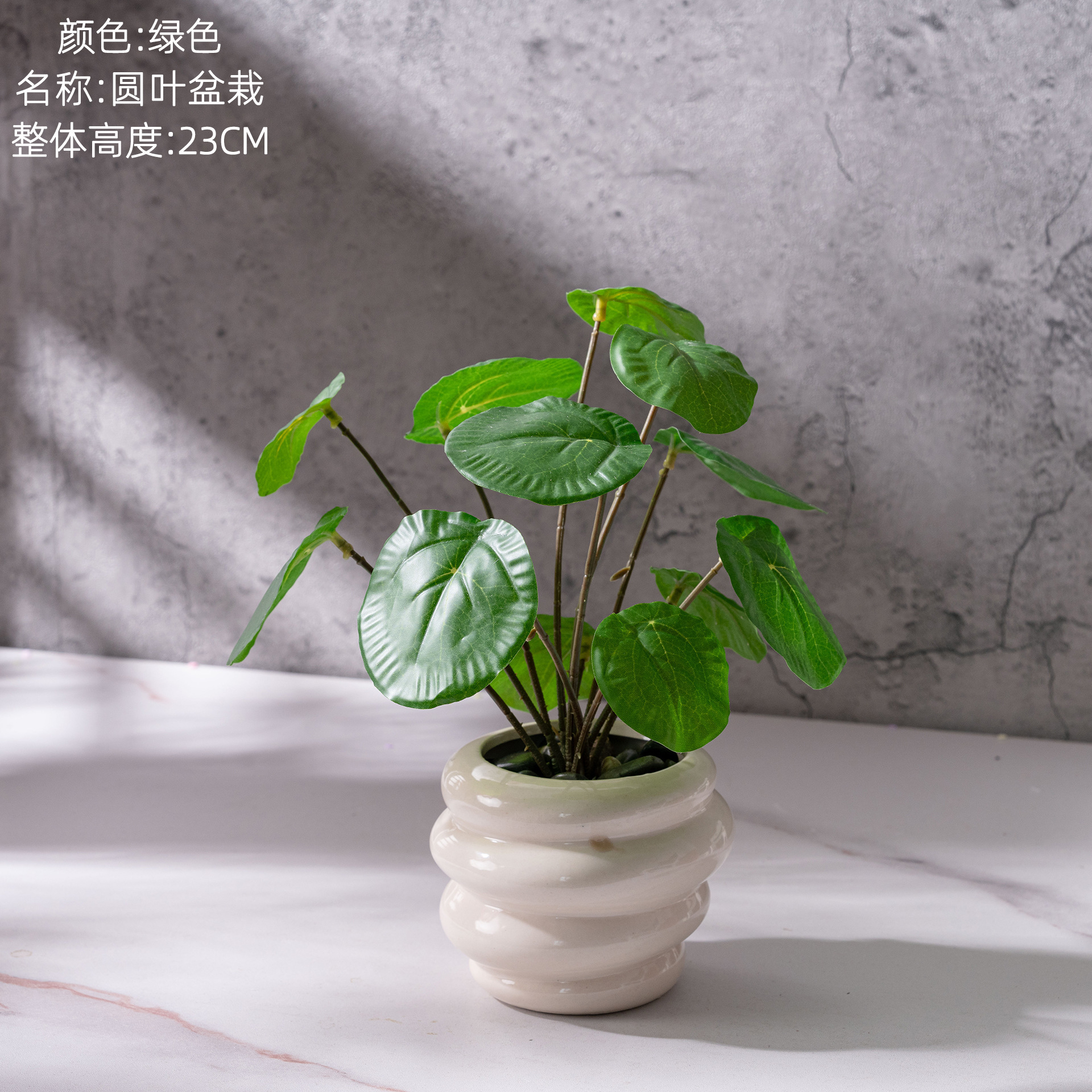 Plantes en pot à feuilles rondes