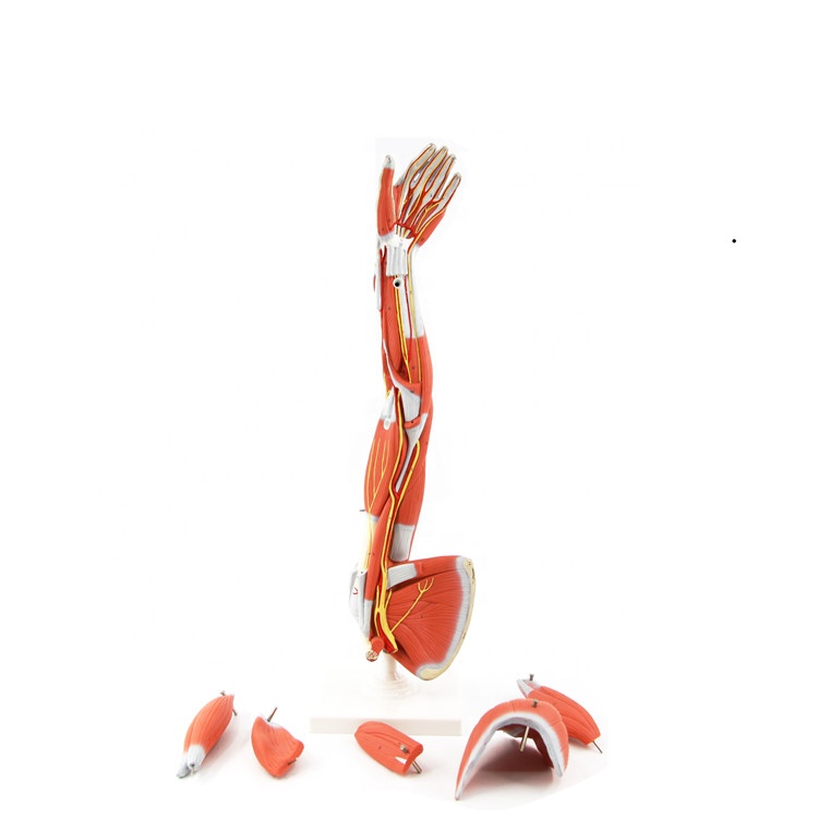 Модель человеческих мышц анатомическая модель мышц 3d человеческие мышцы