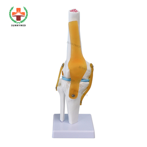 SY-N005 giá dưới 3D chức năng đầu gối Doanh mô hình với xương đùi xương chày và fibula menisci và xương bánh chè - Product Image 1