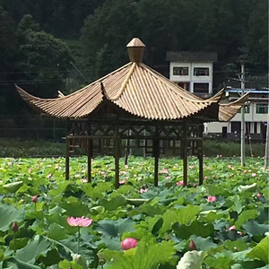 Master Bamboo Pavilion Diameter 4-7M Gallery Decorate Modern Minimalist Style - Product Image 2