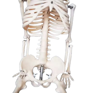 Modelo de Esqueleto Humano de 85 cm, Recurso Didáctico para la Anatomía del Cuerpo Humano - Product Image 3