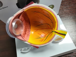 Modelo Anatómico Educativo del Ojo Humano en 3D, 3 Partes, de Plástico, para la Enseñanza de Ciencias Médicas y Cataratas - Product Image 4