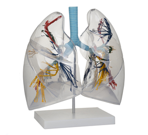 الطبية sucience الإنسان شفافة الرئة نموذج تشريح broncopulmonary قطاعات نموذج لل مستشفى - Product Image 3