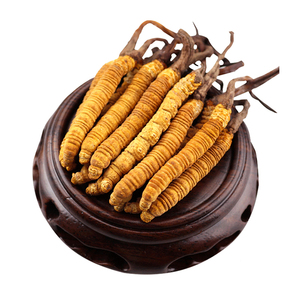 Großhandel Bulk Chinese Herbs 100% reiner chinesischer Cordy ceps getrockneter Caterpillar Pilz - Product Image 4