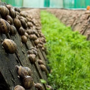 <span class=keywords><strong>Serre</strong></span> <span class=keywords><strong>d</strong></span>'élevage <span class=keywords><strong>d</strong></span>'escargots multi-tunnels en arche 12S 15S avec film PO et <span class=keywords><strong>filet</strong></span> <span class=keywords><strong>d</strong></span>'<span class=keywords><strong>ombrage</strong></span>, structure en tubes <span class=keywords><strong>d</strong></span>'acier galvanisé - Product Image 5