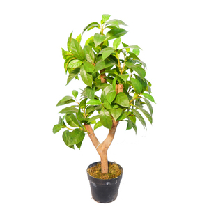 Árbol <span class=keywords><strong>de</strong></span> Lila Artificial <span class=keywords><strong>de</strong></span> Plástico Realista, Suministro Directo <span class=keywords><strong>de</strong></span> Fábrica en China, 50 cm en Maceta, Decoración para Interiores y Exteriores - Product Image 1